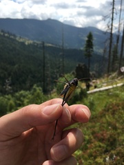 Pholidoptera aptera karnyi