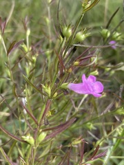 Agalinis neoscotica