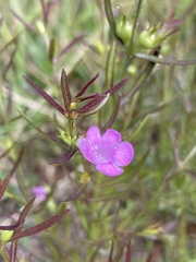 Agalinis neoscotica