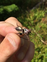 Pholidoptera aptera karnyi