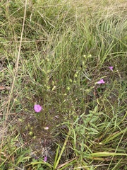 Agalinis neoscotica