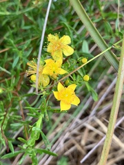 Hypericum galioides
