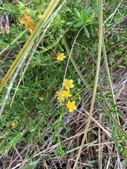 Hypericum galioides