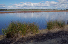 Machaerina articulata