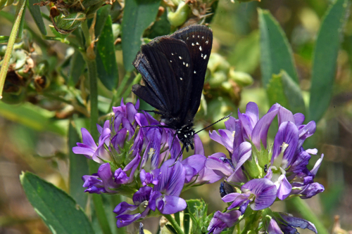 Mexican Sootywing photo 2