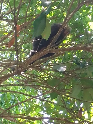 Mexican Hairy Dwarf Porcupine
