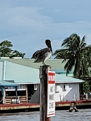 Pelecanus occidentalis