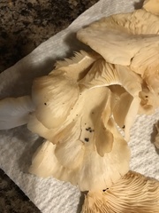 Pleurotus citrinopileatus
