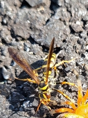 Poecilopompilus interruptus