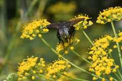 Belvosia semiflava