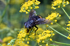 Belvosia semiflava