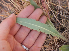 Crepis intermedia