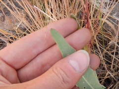 Crepis intermedia