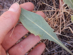Crepis intermedia