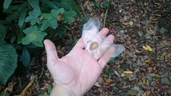 Alsomitra macrocarpa