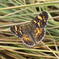 Phyciodes pulchella camillus