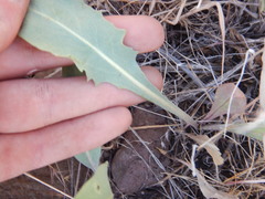 Crepis intermedia