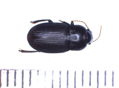 Harpalus serripes