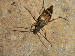 Etorofus obliteratus