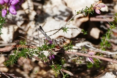 Antaxius spinibrachius