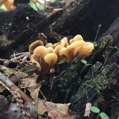 Cudoniaceae