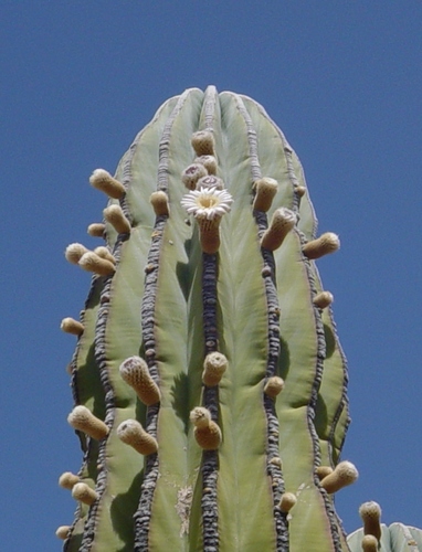Mexican Giant Cactus