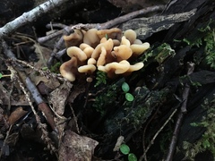 Cudoniaceae