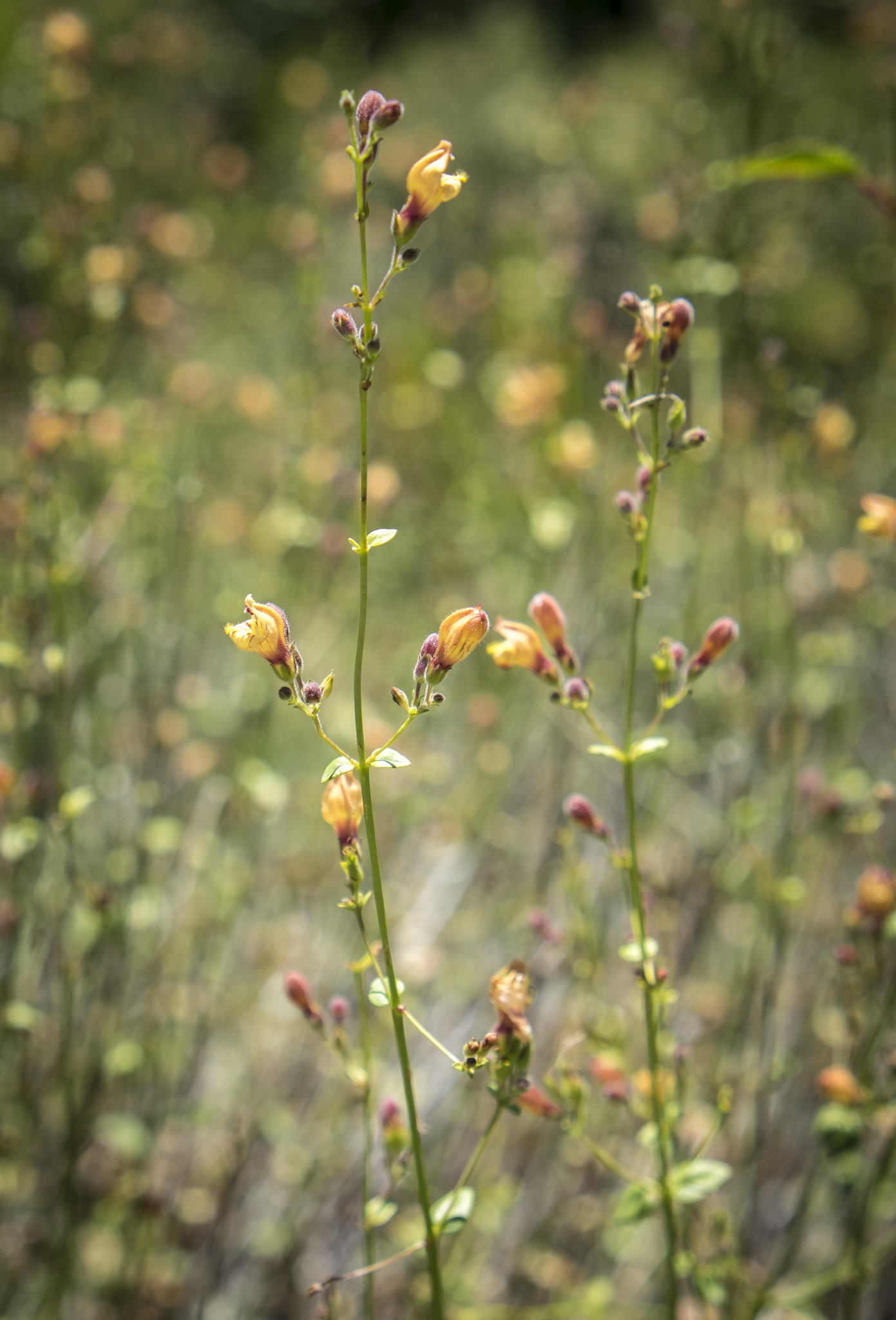 Keckiella lemmonii