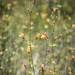 Keckiella lemmonii - Photo (c) faerthen,  זכויות יוצרים חלקיות (CC BY-NC), uploaded by faerthen