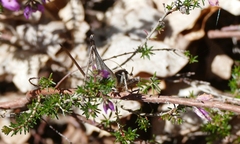 Antaxius spinibrachius