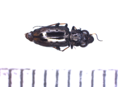 Notiophilus quadripunctatus