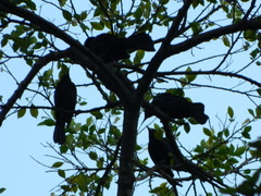 Passeriformes