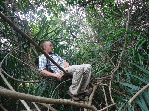 Saba senegalensis