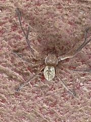 Curicaberis culiacan