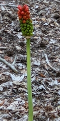 Arum dioscoridis