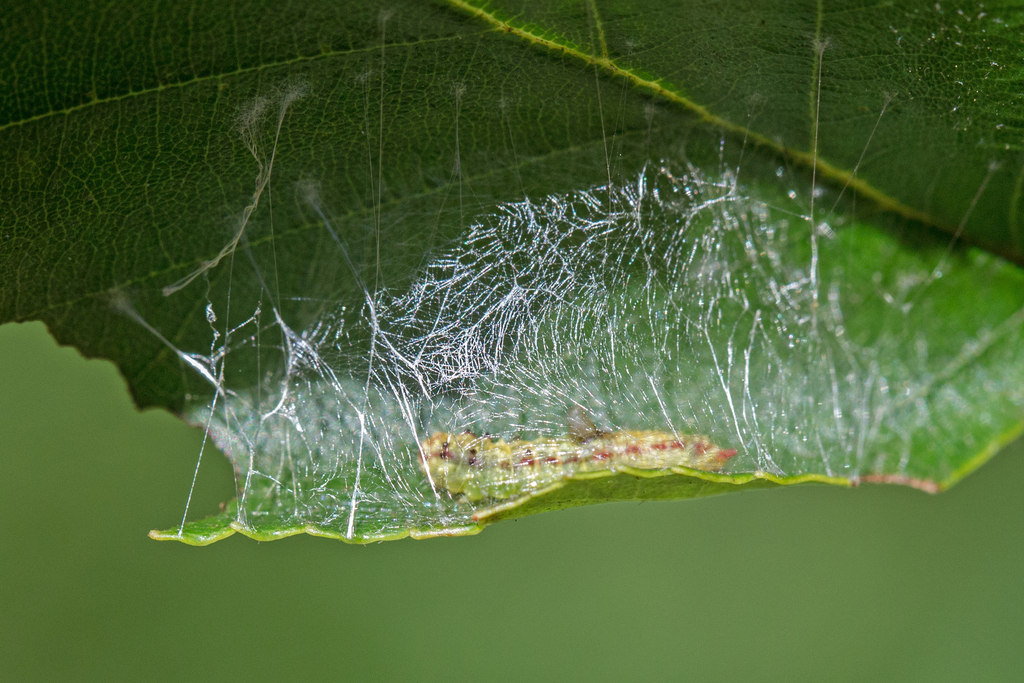 Arched Hooktip Moth