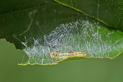 Arched Hooktip Moth