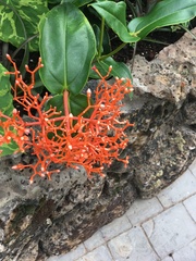 Medinilla scortechinii