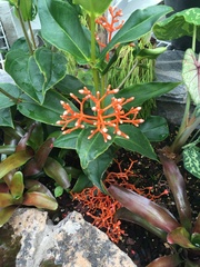 Medinilla scortechinii