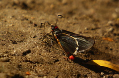 Mysoria affinis