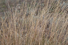 Pseudoroegneria stipifolia