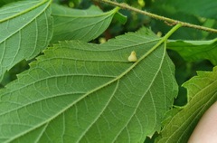 Celticecis pyriformis