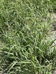 Urochloa fusca
