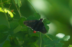 Mysoria affinis