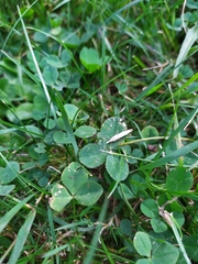 Agriphila straminella