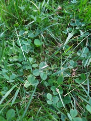 Agriphila straminella