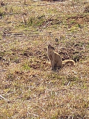 Cynictis penicillata penicillata