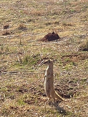 Cynictis penicillata penicillata