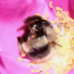 Parasitellus fucorum