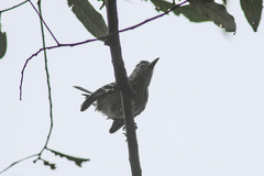 Herpsilochmus longirostris